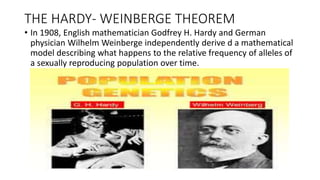THE HARDY- WEINBERGE THEOREM
• In 1908, English mathematician Godfrey H. Hardy and German
physician Wilhelm Weinberge independently derive d a mathematical
model describing what happens to the relative frequency of alleles of
a sexually reproducing population over time.
 