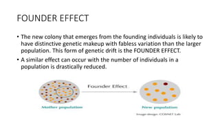 FOUNDER EFFECT
• The new colony that emerges from the founding individuals is likely to
have distinctive genetic makeup with fabless variation than the larger
population. This form of genetic drift is the FOUNDER EFFECT.
• A similar effect can occur with the number of individuals in a
population is drastically reduced.
 