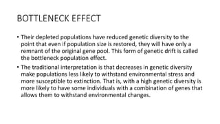 BOTTLENECK EFFECT
• Their depleted populations have reduced genetic diversity to the
point that even if population size is restored, they will have only a
remnant of the original gene pool. This form of genetic drift is called
the bottleneck population effect.
• The traditional interpretation is that decreases in genetic diversity
make populations less likely to withstand environmental stress and
more susceptible to extinction. That is, with a high genetic diversity is
more likely to have some individuals with a combination of genes that
allows them to withstand environmental changes.
 