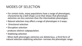 MODES OF SELECTION
• For certain traits, many populations have a range of phenotypes,
characterize by a bell-shape curve that shows that phenotypic
extremes are less common than the intermediate phenotypes.
• Natural selection may affect a range of phenotypes in 3 ways:
• Directional selection
• Disruption selection
- produces distinct subpopulation.
• Stabilizing selection
- When both phenotypic extremes are deleterious, a third form of
natural selection-stabilizing selection- narrows the phenotypic range.
 