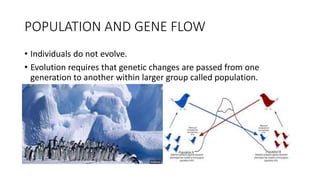 POPULATION AND GENE FLOW
• Individuals do not evolve.
• Evolution requires that genetic changes are passed from one
generation to another within larger group called population.
 