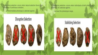 • Disruption selection
- produces distinct subpopulation.
• Stabilizing selection
- When both phenotypic extremes
are deleterious, a third form of
natural selection-stabilizing
selection- narrows the phenotypic
range.
 
