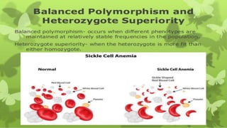 BALANCE POLYMORPHISM AND
HETEROZYGOTE SUPERIORITY
• polymorphism occur in a population when two or more distinct form
exist without a range of phenotypes between them.
• Balance polymorphism Occurs when different phenotypes are
maintained at relatively stable frequencies in the population and may
resemble a popular in which disruptive selection operates.
• In the heterozygous state, the quantities normal and sickled-cells are
roughly equal. Sickle cell heterozygous occur in some African
populations with a frequency as high as 0.4.
 
