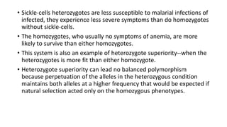 • Sickle-cells heterozygotes are less susceptible to malarial infections of
infected, they experience less severe symptoms than do homozygotes
without sickle-cells.
• The homozygotes, who usually no symptoms of anemia, are more
likely to survive than either homozygotes.
• This system is also an example of heterozygote superiority--when the
heterozygotes is more fit than either homozygote.
• Heterozygote superiority can lead no balanced polymorphism
because perpetuation of the alleles in the heterozygous condition
maintains both alleles at a higher frequency that would be expected if
natural selection acted only on the homozygous phenotypes.
 