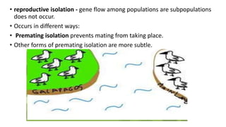 • reproductive isolation - gene flow among populations are subpopulations
does not occur.
• Occurs in different ways:
• Premating isolation prevents mating from taking place.
• Other forms of premating isolation are more subtle.
 