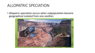 ALLOPATRIC SPECIATION
• Allopatric speciation occurs when subpopulation become
geographical isolated from one another.
 