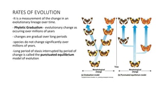RATES OF EVOLUTION
-It is a measurement of the change in an
evolutionary lineage over time.
- Phyletic Gradualism - evolutionary change as
occuring over millions of years
- changes are gradual over long periods
-species do not change significantly over
millions of years.
-Long period of stasis interrupted by period of
change is called the punctuated equilibrium
model of evolution
 