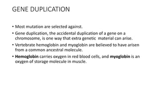 GENE DUPLICATION
• Most mutation are selected against.
• Gene duplication, the accidental duplication of a gene on a
chromosome, is one way that extra genetic material can arise.
• Vertebrate hemoglobin and myoglobin are believed to have arisen
from a common ancestral molecule.
• Hemoglobin carries oxygen in red blood cells, and myoglobin is an
oxygen of storage molecule in muscle.
 