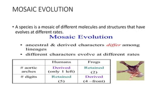 MOSAIC EVOLUTION
• A species is a mosaic of different molecules and structures that have
evolves at different rates.
 