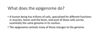 What does the epigenome do?
• A human being has trillions of cells, specialized for different functions
in muscles, bones and the brain, and each of these cells carries
essentially the same genome in its nucleus.
• The epigenome controls many of these changes to the genome.
 
