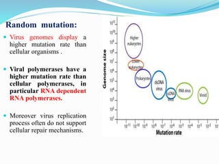 Random mutation:
 Virus genomes display a
higher mutation rate than
cellular organisms .
 Viral polymerases have a
higher mutation rate than
cellular polymerases, in
particular RNA dependent
RNA polymerases.
 Moreover virus replication
process often do not support
cellular repair mechanisms.
 