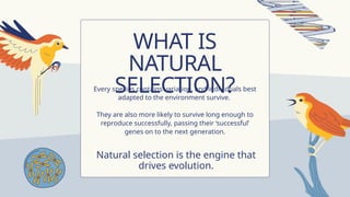 evolution and natural selection.ppt how human evolute with timex | PPTX