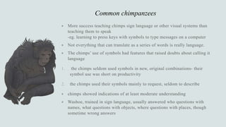 Common chimpanzees



1.
2.


 
