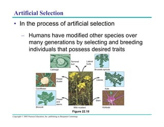Artificial Selection
•  In the process of artificial selection
–  Humans have modified other species over
many generations by selecting and breeding
individuals that possess desired traits
Terminal
bud

Lateral
buds
Brussels sprouts

Cabbage

Flower
cluster

Leaves

Cauliflower

Kale

Flower
and
stems
Broccoli

Stem
Wild mustard

Figure 22.10
Copyright © 2005 Pearson Education, Inc. publishing as Benjamin Cummings

Kohlrabi

 