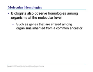 Molecular Homologies
•  Biologists also observe homologies among
organisms at the molecular level
–  Such as genes that are shared among
organisms inherited from a common ancestor

Copyright © 2005 Pearson Education, Inc. publishing as Benjamin Cummings

 