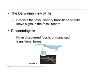 •  The Darwinian view of life
–  Predicts that evolutionary transitions should
leave signs in the fossil record

•  Paleontologists
–  Have discovered fossils of many such
transitional forms

Figure 22.18
Copyright © 2005 Pearson Education, Inc. publishing as Benjamin Cummings

 
