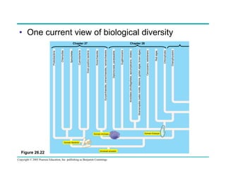 Figure 26.22

Copyright © 2005 Pearson Education, Inc. publishing as Benjamin Cummings
Domain Archaea

Domain Bacteria

Universal ancestor
Domain Eukarya

Charophyceans

Chlorophytes

Red algae

Cercozoans, radiolarians

Stramenopiles (water molds, diatoms, golden algae, brown algae)

Chapter 27

Alveolates (dinoflagellates, apicomplexans, ciliates)

Euglenozoans

Diplomonads, parabasalids

Euryarchaeotes, crenarchaeotes, nanoarchaeotes

Korarchaeotes

Gram-positive bacteria

Cyanobacteria

Spirochetes

Chlamydias

Proteobacteria

•  One current view of biological diversity
Chapter 28

 