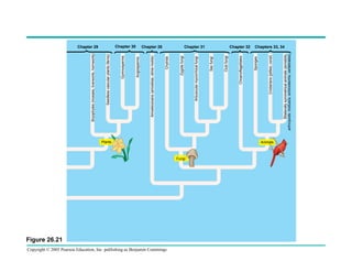 Figure 26.21

Copyright © 2005 Pearson Education, Inc. publishing as Benjamin Cummings
Plants

Fungi
Animals

Bilaterally symmetrical animals (annelids,
arthropods, molluscs, echinoderms, vertebrates)

Cnidarians (jellies, coral)

Chapter 32
Sponges

Chapter 31
Choanoflagellates

Club fungi

Sac fungi

Chapter 28
Arbuscular mycorrhizal fungi

Zygote fungi

Chytrids

Chapter 30
Amoebozoans (amoebas, slime molds)

Angiosperms

Gymnosperms

Seedless vascular plants (ferns)

Bryophytes (mosses, liverworts, hornworts)

Chapter 29
Chapters 33, 34

 