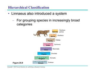 Hierarchical Classification
•  Linnaeus also introduced a system
–  For grouping species in increasingly broad
categories
Panthera
Species pardus
Panthera

Genus

Felidae

Family

Carnivora

Order
Class
Phylum
Kingdom

Figure 25.8

Domain

Copyright © 2005 Pearson Education, Inc. publishing as Benjamin Cummings

Mammalia
Chordata
Animalia
Eukarya

 