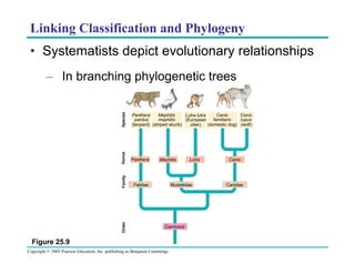 Linking Classification and Phylogeny
•  Systematists depict evolutionary relationships

Species

Panthera

Order

Family

Panthera
Mephitis
Canis
Canis
Lutra lutra
pardus
mephitis
familiaris
lupus
(European
(leopard) (striped skunk)
otter) (domestic dog) (wolf)

Genus

–  In branching phylogenetic trees

Mephitis

Felidae

Lutra

Mustelidae

Carnivora

Figure 25.9
Copyright © 2005 Pearson Education, Inc. publishing as Benjamin Cummings

Canis

Canidae

 