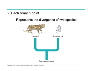 •  Each branch point
–  Represents the divergence of two species

Leopard

Domestic cat

Common ancestor
Copyright © 2005 Pearson Education, Inc. publishing as Benjamin Cummings

 
