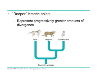 •  “Deeper” branch points
–  Represent progressively greater amounts of
divergence

Wolf

Leopard

Common ancestor
Copyright © 2005 Pearson Education, Inc. publishing as Benjamin Cummings

Domestic cat

 