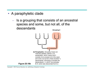 •  A paraphyletic clade
–  Is a grouping that consists of an ancestral
species and some, but not all, of the
descendants
Grouping 2
G

E

D
C

J

H

K
I

F

B
A

Figure 25.10b

(b) Paraphyletic. Grouping 2 does not
meet the cladistic criterion: It is
paraphyletic, which means that it
consists of an ancestor (A in this case)
and some, but not all, of that ancestor’s
descendants. (Grouping 2 includes the
descendants I, J, and K, but excludes
B–H, which also descended from A.)

Copyright © 2005 Pearson Education, Inc. publishing as Benjamin Cummings

 