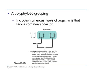 •  A polyphyletic grouping
–  Includes numerous types of organisms that
lack a common ancestor
Grouping 3
D

E

G

J

H

I

F

C

K

B
A

Figure 25.10c

(c) Polyphyletic. Grouping 3 also fails the
cladistic test. It is polyphyletic, which
means that it lacks the common ancestor
of (A) the species in the group. Furthermore, a valid taxon that includes the
extant species G, H, J, and K would
necessarily also contain D and E, which
are also descended from A.

Copyright © 2005 Pearson Education, Inc. publishing as Benjamin Cummings

 