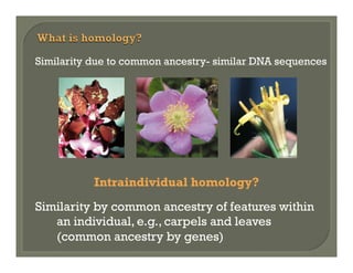 Similarity due to common ancestry- similar DNA sequences

Intraindividual homology?
Similarity by common ancestry of features within
an individual, e.g., carpels and leaves
(common ancestry by genes)

 