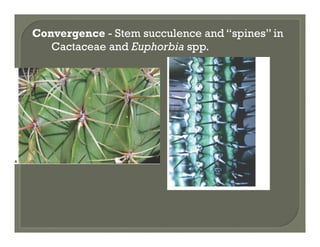 Convergence - Stem succulence and “spines” in
Cactaceae and Euphorbia spp.

 