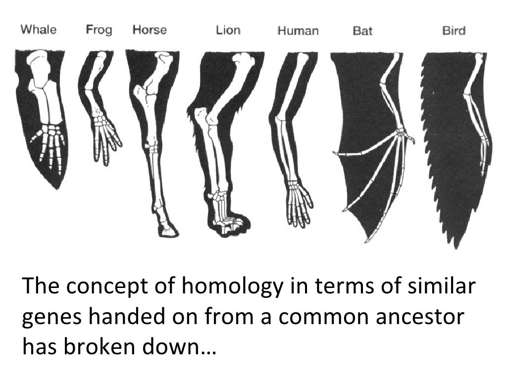 chimpanzee age span chimpanzee age span