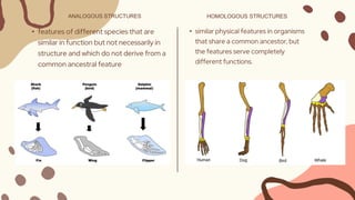 HOMOLOGOUS STRUCTURES
• similar physical features in organisms
that share a common ancestor, but
the features serve completely
different functions.
ANALOGOUS STRUCTURES
• features of different species that are
similar in function but not necessarily in
structure and which do not derive from a
common ancestral feature
 