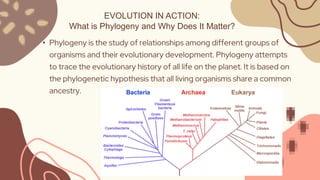 EVOLUTION IN ACTION:
What is Phylogeny and Why Does It Matter?
• Phylogeny is the study of relationships among different groups of
organisms and their evolutionary development. Phylogeny attempts
to trace the evolutionary history of all life on the planet. It is based on
the phylogenetic hypothesis that all living organisms share a common
ancestry.
 
