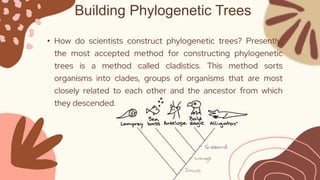 Building Phylogenetic Trees
• How do scientists construct phylogenetic trees? Presently,
the most accepted method for constructing phylogenetic
trees is a method called cladistics. This method sorts
organisms into clades, groups of organisms that are most
closely related to each other and the ancestor from which
they descended.
 