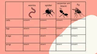 cells present present present present
legs absent present present present
6 legs absent absent present present
wings absent absent absent present
worms spider
carpenter ant
(black)
fly
 