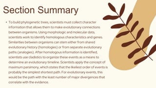• To build phylogenetic trees, scientists must collect character
information that allows them to make evolutionary connections
between organisms. Using morphologic and molecular data,
scientists work to identify homologous characteristics and genes.
Similarities between organisms can stem either from shared
evolutionary history (homologies) or from separate evolutionary
paths (analogies). After homologous information is identified,
scientists use cladistics to organize these events as a means to
determine an evolutionary timeline. Scientists apply the concept of
maximum parsimony, which states that the likeliest order of events is
probably the simplest shortest path. For evolutionary events, this
would be the path with the least number of major divergences that
correlate with the evidence.
Section Summary
 