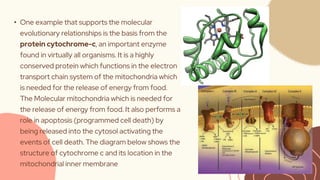• One example that supports the molecular
evolutionary relationships is the basis from the
protein cytochrome-c, an important enzyme
found in virtually all organisms. It is a highly
conserved protein which functions in the electron
transport chain system of the mitochondria which
is needed for the release of energy from food.
The Molecular mitochondria which is needed for
the release of energy from food. It also performs a
role in apoptosis (programmed cell death) by
being released into the cytosol activating the
events of cell death. The diagram below shows the
structure of cytochrome c and its location in the
mitochondrial inner membrane
 