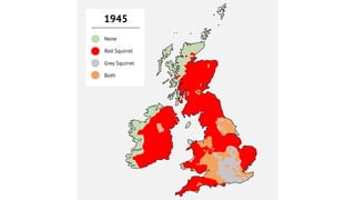 None
Red Squirrel
Grey Squirrel
Both
1945
 