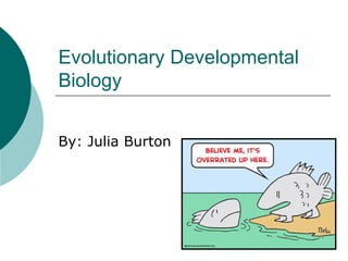 Evolutionary Developmental Biology By: Julia Burton 