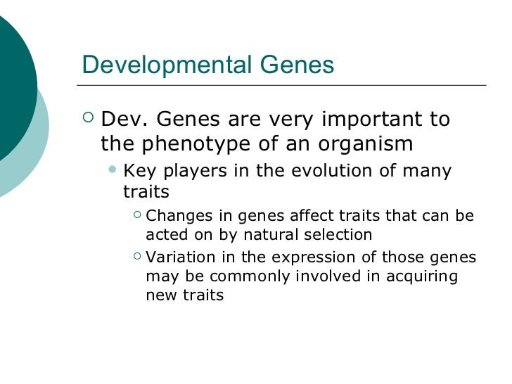 Evolutionary developmental biology