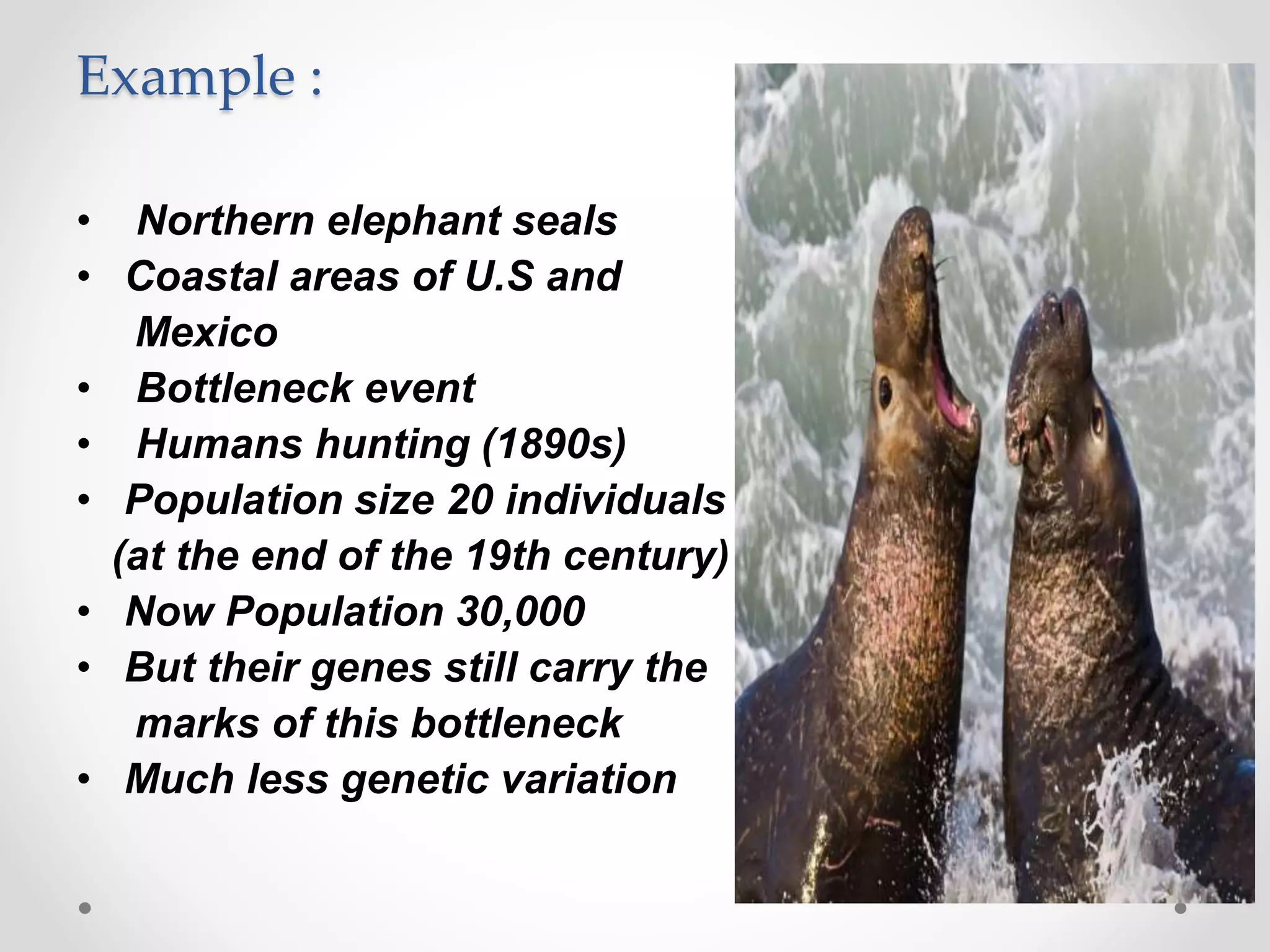 Example :
• Northern elephant seals
• Coastal areas of U.S and
Mexico
• Bottleneck event
• Humans hunting (1890s)
• Population size 20 individuals
(at the end of the 19th century)
• Now Population 30,000
• But their genes still carry the
marks of this bottleneck
• Much less genetic variation
 