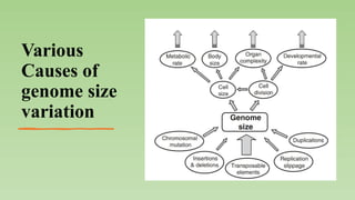 Gene Duplication and Genome Size Evolution: Mechanisms and Implications ...