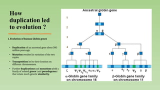 Gene Duplication and Genome Size Evolution: Mechanisms and Implications ...