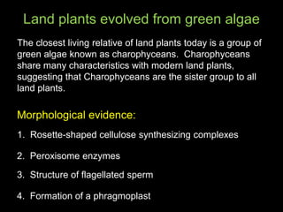 Land plants evolved from green algae
The closest living relative of land plants today is a group of
green algae known as charophyceans. Charophyceans
share many characteristics with modern land plants,
suggesting that Charophyceans are the sister group to all
land plants.

Morphological evidence:
1. Rosette-shaped cellulose synthesizing complexes

2. Peroxisome enzymes

3. Structure of flagellated sperm

4. Formation of a phragmoplast
 