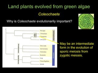 Land plants evolved from green algae
                     Coleochaete
Why is Coleochaete evolutionarily important?




   ...