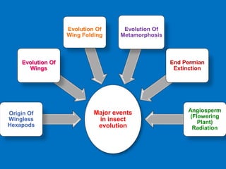 Major events
in insect
evolution
Origin Of
Wingless
Hexapods
Evolution Of
Wings
Evolution Of
Wing Folding
Evolution Of
Metamorphosis
End Permian
Extinction
Angiosperm
(Flowering
Plant)
Radiation
 