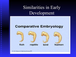 Similarities in Early
Development
 