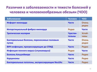 Различия в заболеваемости и тяжести болезней у
человека и человекообразных обезьян (ЧОО)
Заболевание Человек ЧОО
Инфаркт миокарда Часто Очень
редко
Интерстициальный фиброз миокарда Редко Часто
Тропическая малярия Чувстви-
тельны
Устой-
чивы
Бактериальные болезни, переносимые половым
путем
Часто Очень
редко
ВИЧ-инфекции, прогрессирующие до СПИД Часто Редко
Инфекция пенного вируса (спумавируса) Редко Часто
Болезнь Альцгеймера Часто Редко
Карциномы Часто Редко
Бактериальные патогены, экспрессирующие Neu5Ac Часто Редко
11
 