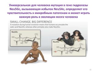 Универсальная для человека мутация в гене гидролазы
Neu5Gc, вызывающая избыток Neu5Ac, определяет его
чувствительность к микробным патогенам и может играть
важную роль в эволюции мозга человека
12
 