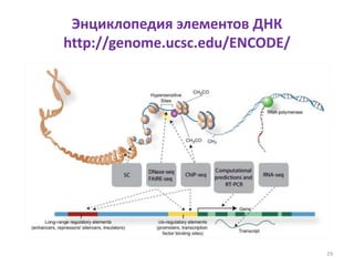 Энциклопедия элементов ДНК
http://genome.ucsc.edu/ENCODE/
29
 